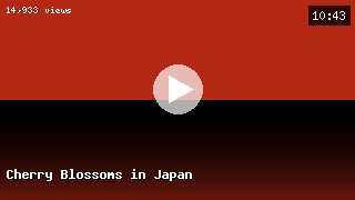 Cherry Blossoms in Japan
